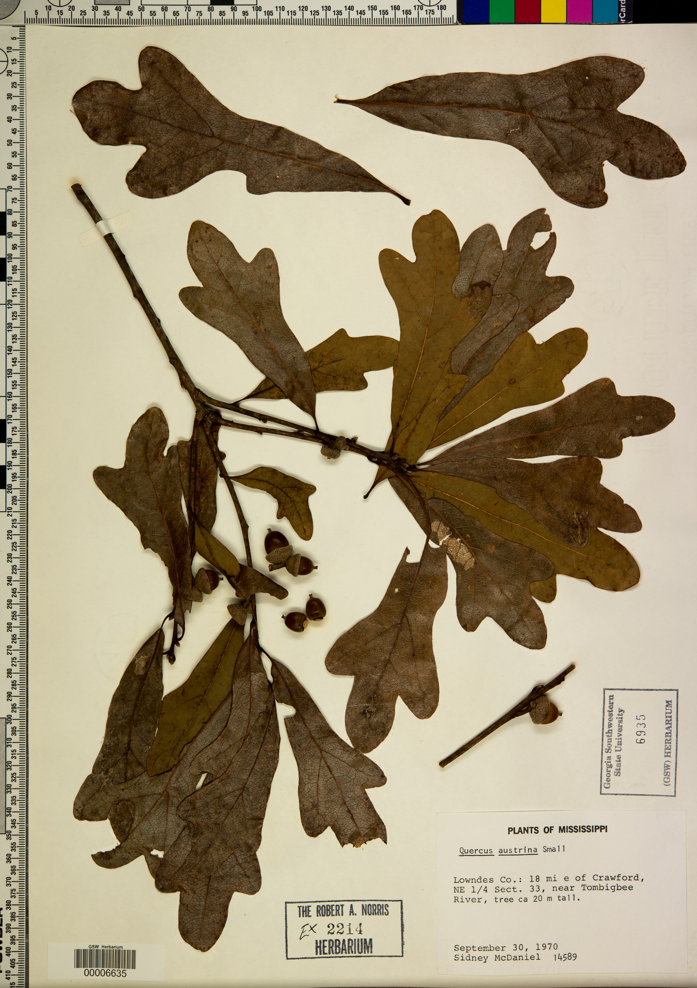 Quercus austrina image