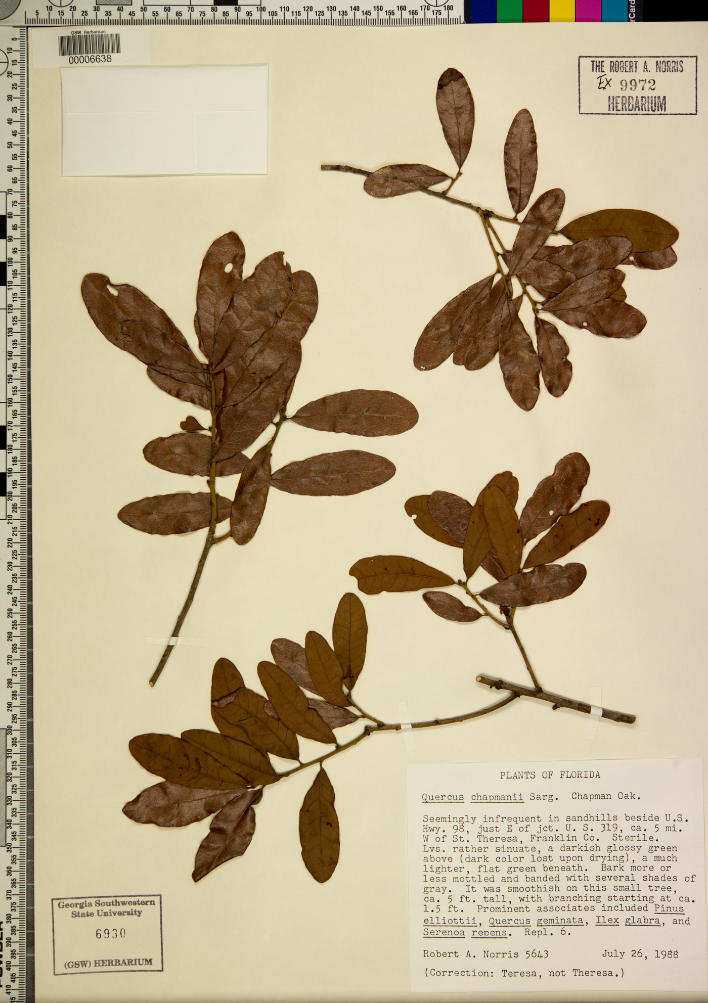 Quercus chapmanii image