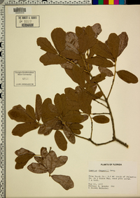 Quercus chapmanii image