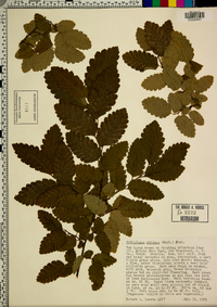 Nothofagus obliqua image