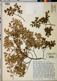 Nothofagus solandri image