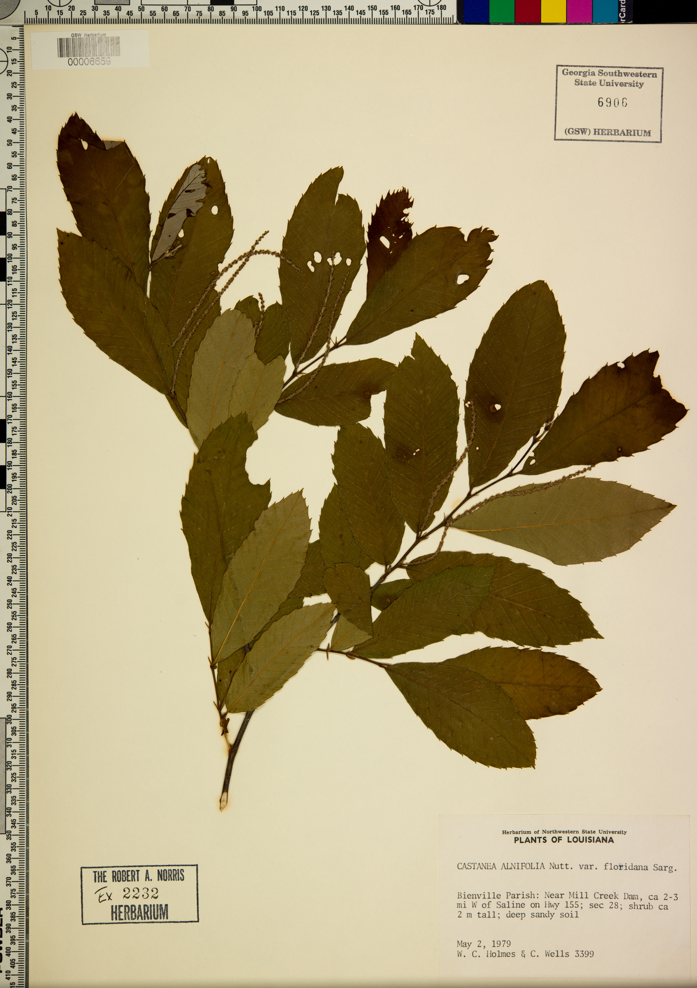 Castanea alnifolia image