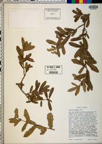 Quercus geminata image