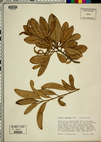 Quercus geminata image