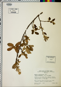 Quercus x grandidentata image