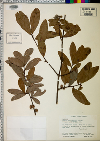 Quercus hemisphaerica image