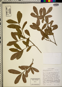 Quercus hemisphaerica image