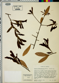 Quercus hemisphaerica image