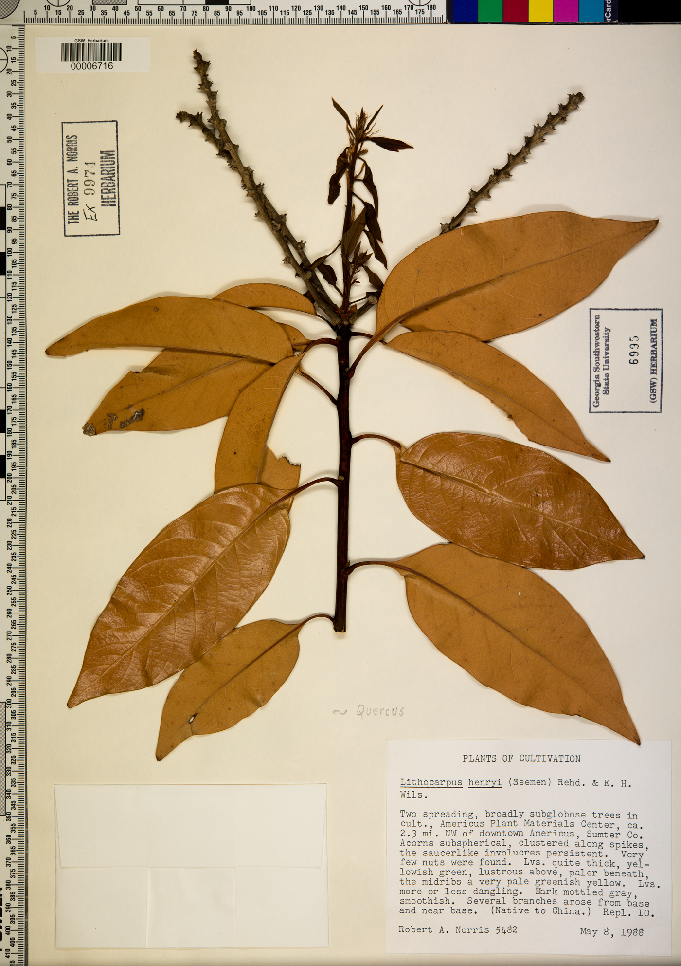 Lithocarpus image