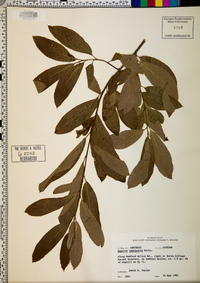 Quercus imbricaria image