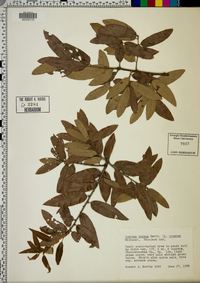 Quercus incana image