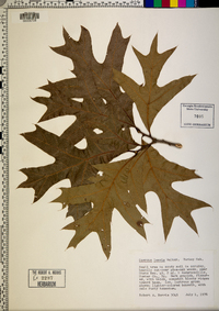 Quercus laevis image