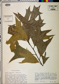 Quercus laevis image