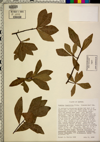 Quercus laurifolia image