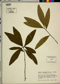 Quercus laurifolia image