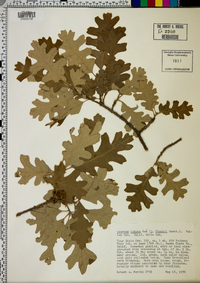 Quercus lobata image