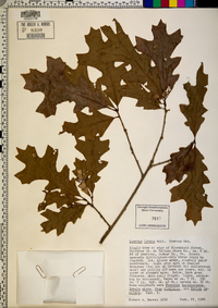 Quercus lyrata image