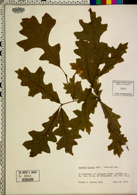 Quercus lyrata image