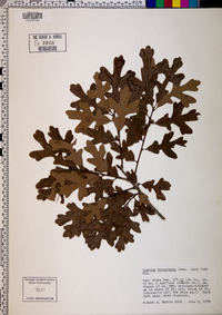 Quercus margaretta image