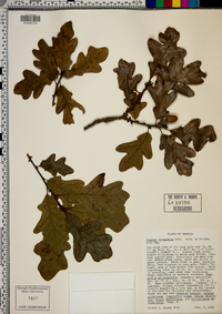 Quercus margaretta image