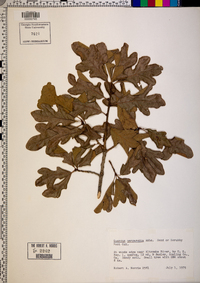 Quercus margaretta image