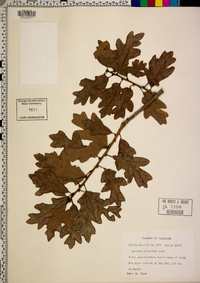 Quercus margaretta image