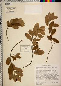 Quercus minima image