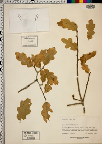 Quercus pauciloba image