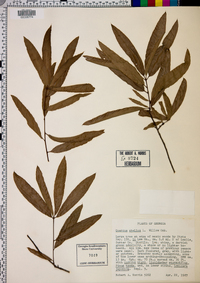 Quercus phellos image