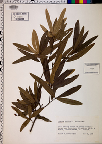 Quercus phellos image