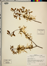 Quercus prinoides image