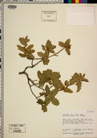 Quercus welshii image