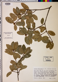 Quercus wislizeni image
