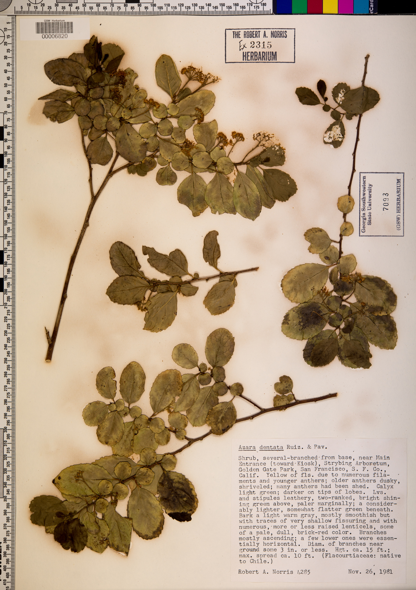 Azara dentata image