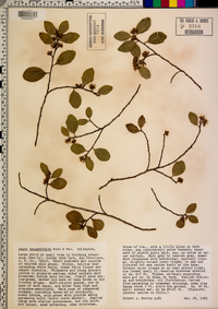 Azara integrifolia image