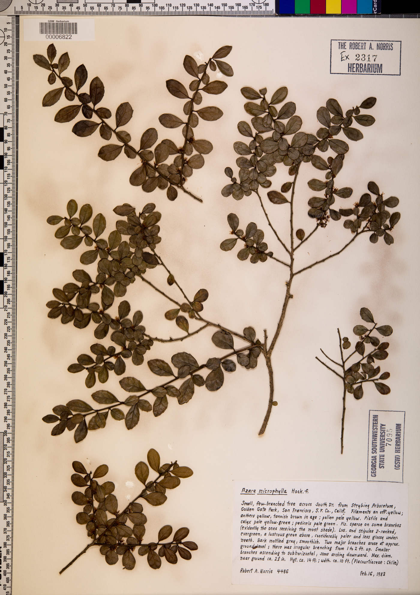 Azara microphylla image