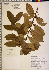 Xylosma benthamii image