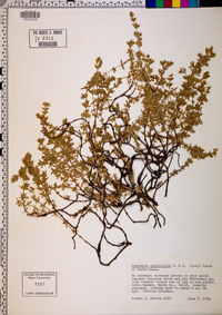 Frankenia grandifolia image
