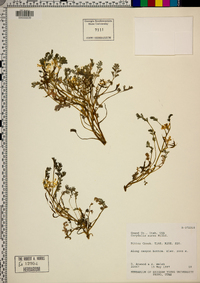 Corydalis aurea image