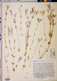 Centaurium floribundum image