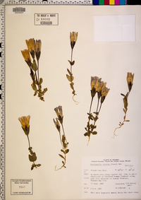 Gentianella crinita image