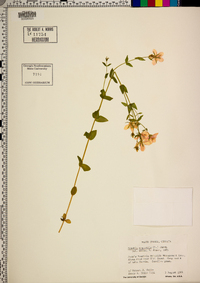 Sabatia angularis image