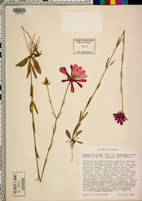 Sabatia bartramii image