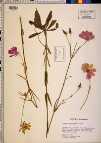 Sabatia bartramii image