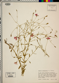 Sabatia campanulata image