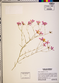 Sabatia campanulata image