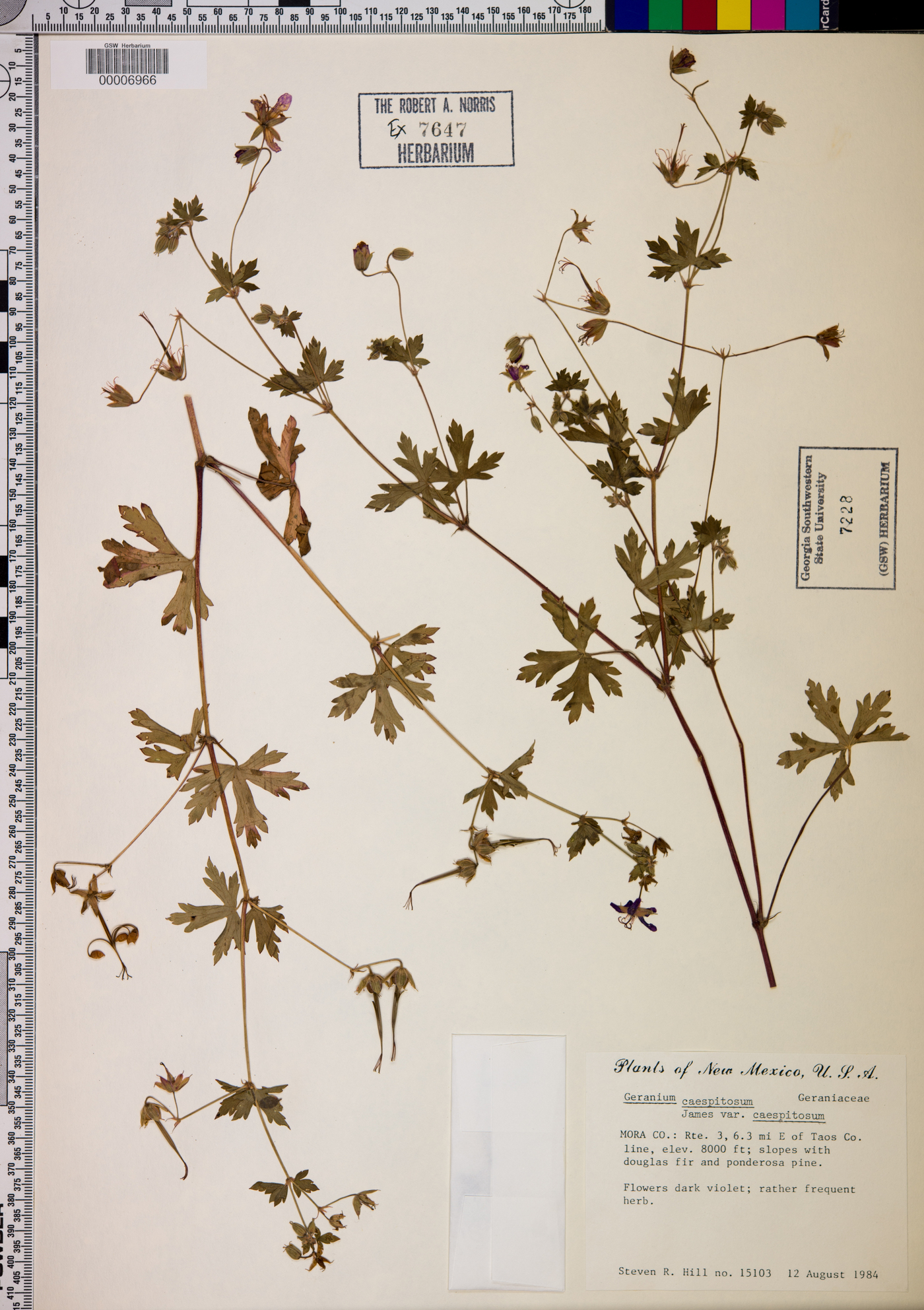 Geranium caespitosum var. caespitosum image