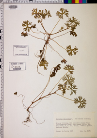 Geranium dissectum image