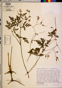 Geranium oreganum image