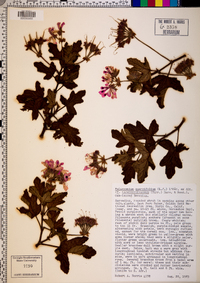 Pelargonium quercifolium image